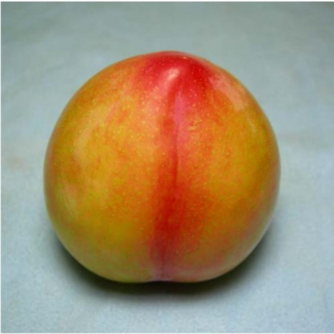 대왕자두[접목1년] [ 우림원예종묘 ] [ 우림원예가든센터 ], 1개