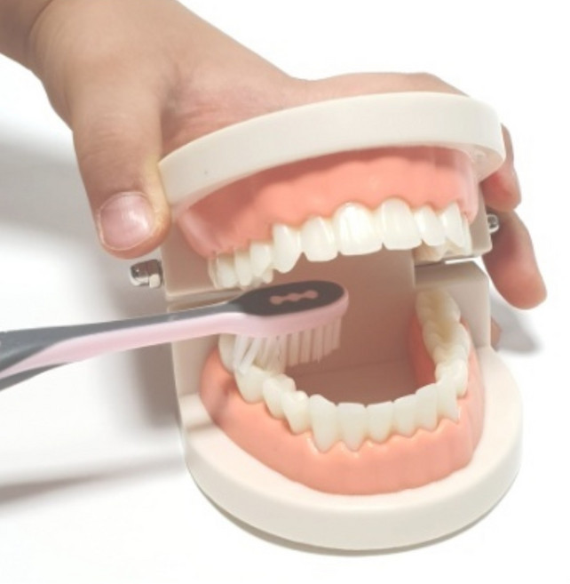 팝써스 교육용 치아모형 구강교구 양치교구