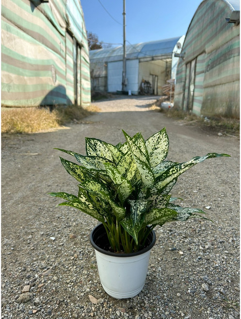 금전수 중형 풍성한 수형 농장직송 실내공기정화식물 화분 행복한꽃농원, 1개, 스노우사파이어 중형