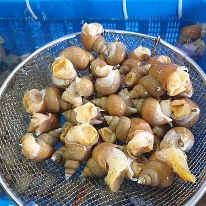 국산 백고동 백골뱅이 고동 소라 급냉 자숙 특대 중 소, 1개, 급냉 백고동 특대 1kg ( 8-13미내외 )