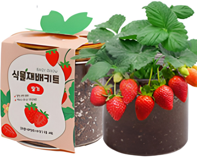 11종 식물 씨앗 키트 방울토마토 딸기 바질 루꼴라, 미니당근