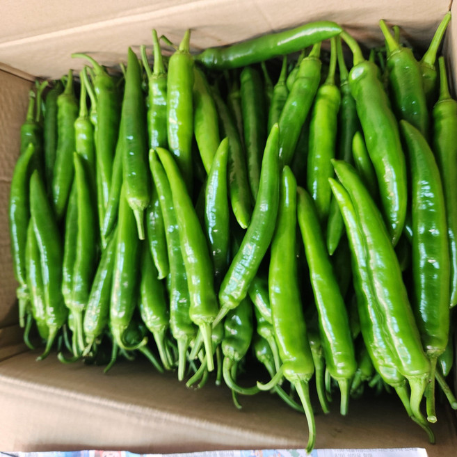 [특품]국내산 오이맛 풋고추 오이고추 아삭이 500g 1kg 3kg 5kg, 1개