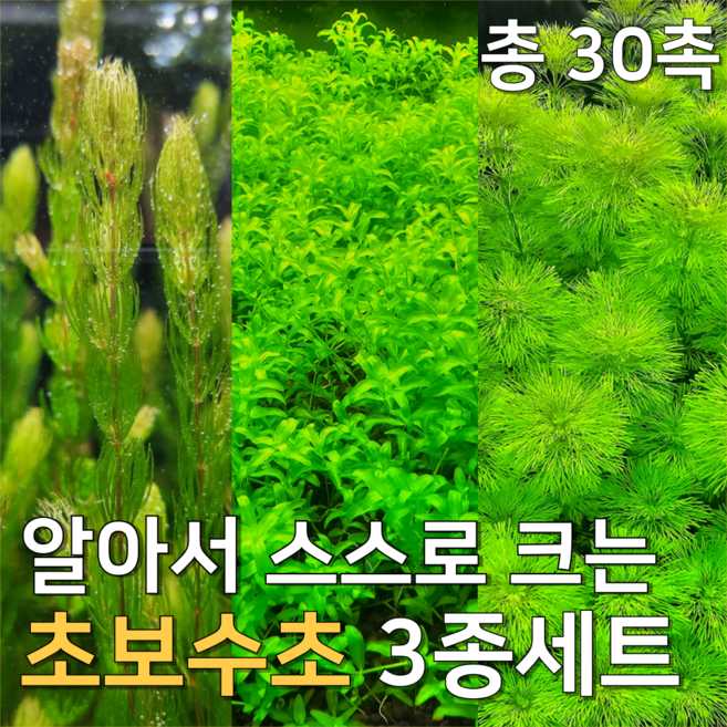 [수초농부] 검역 알아서 크는 초보수초 3종세트 암브리아 붕어마름 펄글라스 각 10촉씩 초보자, 1세트