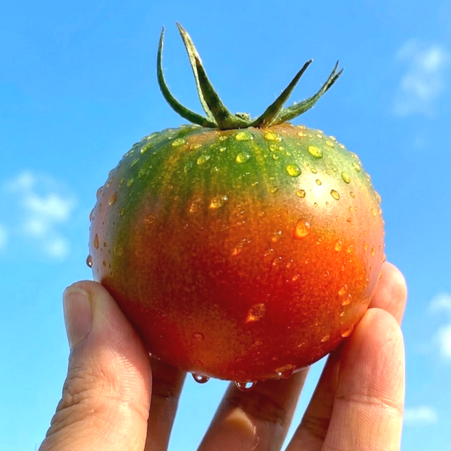 [부산산지직송] 한정특가 대저토마토 단짠단짠 고당도 짭짤이 특품, 1개, 대저토마토 L과 1kg