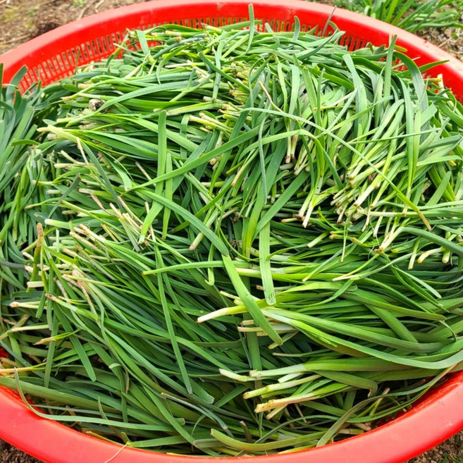 남해 노지 초벌부추, 1개, 1kg