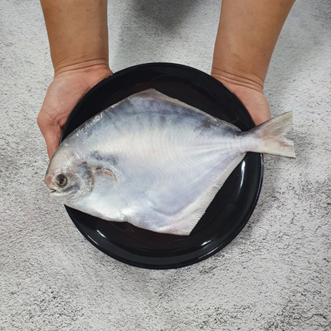 신안 손질 생물 병어 대 특대 왕특 병어회 제수용 횟감용 스킨포장, 횟감용 두절 23cm내외, 1개, 횟감용(23cm내외)