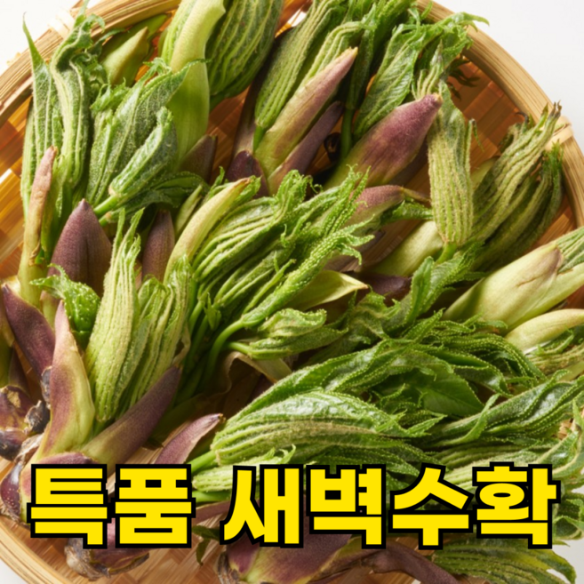 [200박스한정특가] 국산 엄나무순 자연산 개두릅, 600g, 1박스