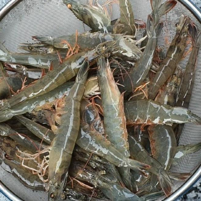 국내산 흰다리새우 1kg 35미내외 대하 왕새우 구이 찜 캠핑요리 감바스, 1개