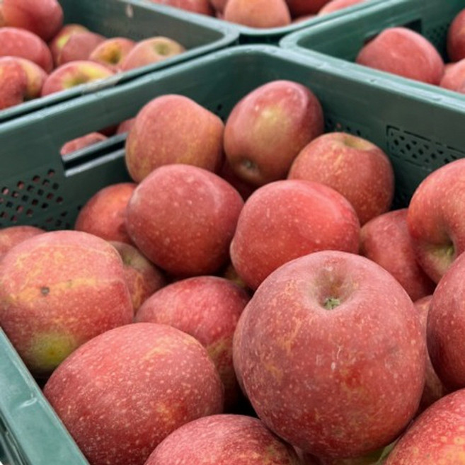 당도선별 안동산지직송 부사사과 꿀사과, 1박스, 5kg