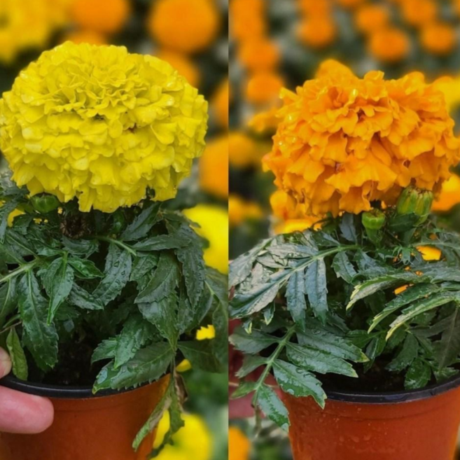 메리골드 아프리칸메리골드 꽃차 1+1