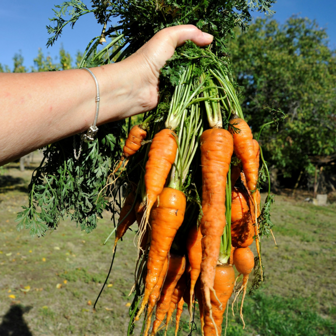 [초특가] 제주 흙당근 구좌 당근, 1박스, 1kg