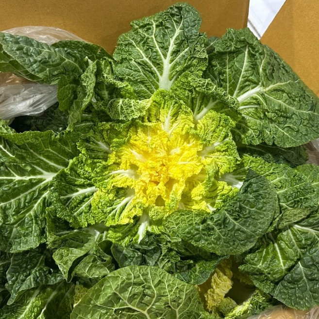 봄동 배추 진도 완도 업소용, 1박스, 10kg
