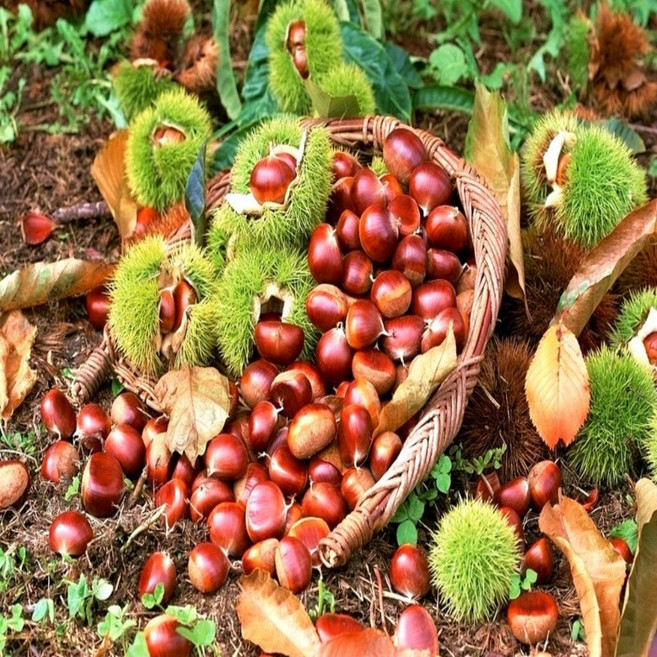 공주 부여 햇밤 명품알밤 2kg 4kg 6kg 6kg[대사이즈], 1개, 공주알밤  깐밤 500g