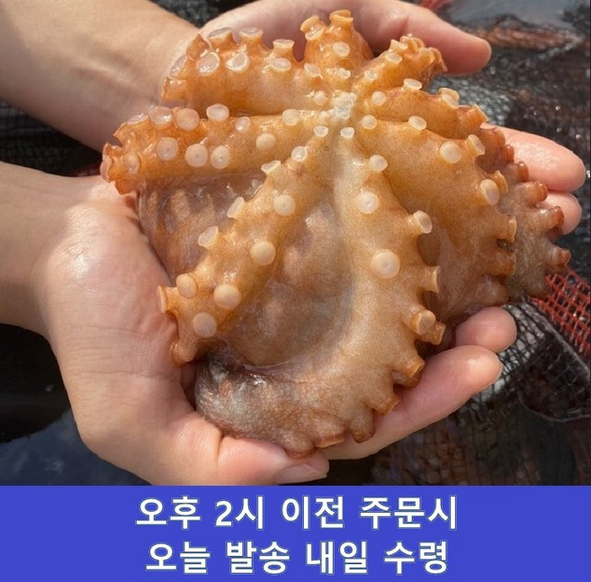 당일조업 활 돌문어 산지직송 자숙용 제수용 숙회용, 1개, 1kg 2-4미 x 1
