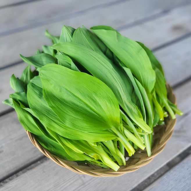 명이나물 산마늘 300g 국내산 강원도 고랭지 생명이나물, 1개