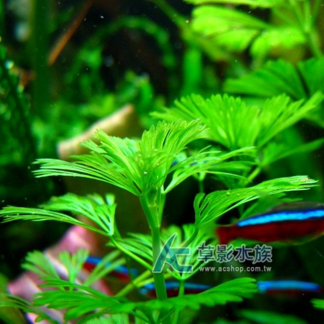 AC草影 綠菊水草 新手易養 水草造景, 1個