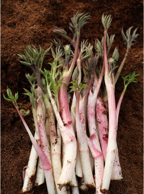 향긋한 땅두릅 500g 1kg 2kg 재배농가 건강한 봄을 맛 보세요, 1개