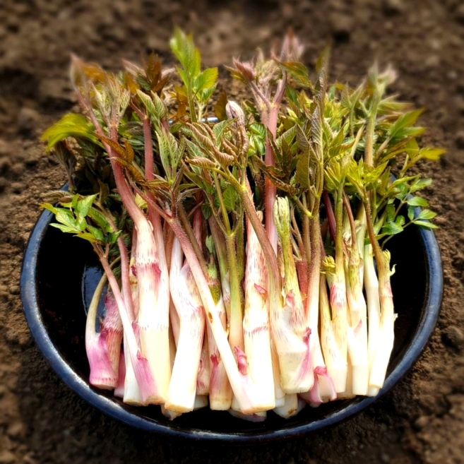 국내산 땅두릅 산지직송 제철 햇두릅, 1개, 300g