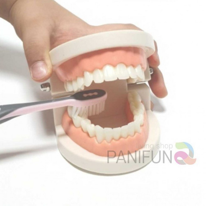 양치교육 치아모형 모형치아 구강모형 입모형 구강교육 칫솔질교육, 1개