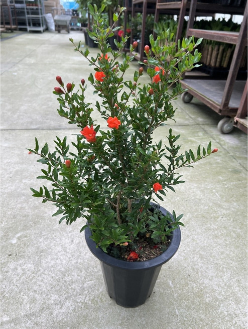 식물공장 석류나무 과실수 유실수 대형 55-80cm 199, 1개