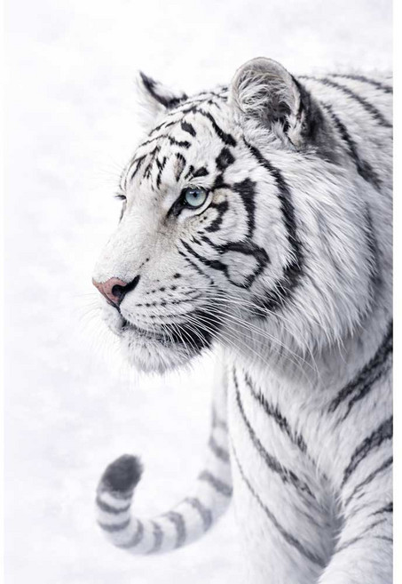 다람앤토리 돈들어오는 그림 풍수 재물복 해바라기 달항아리 돈나무 황금말 적토마 방수 그림, 그림_7