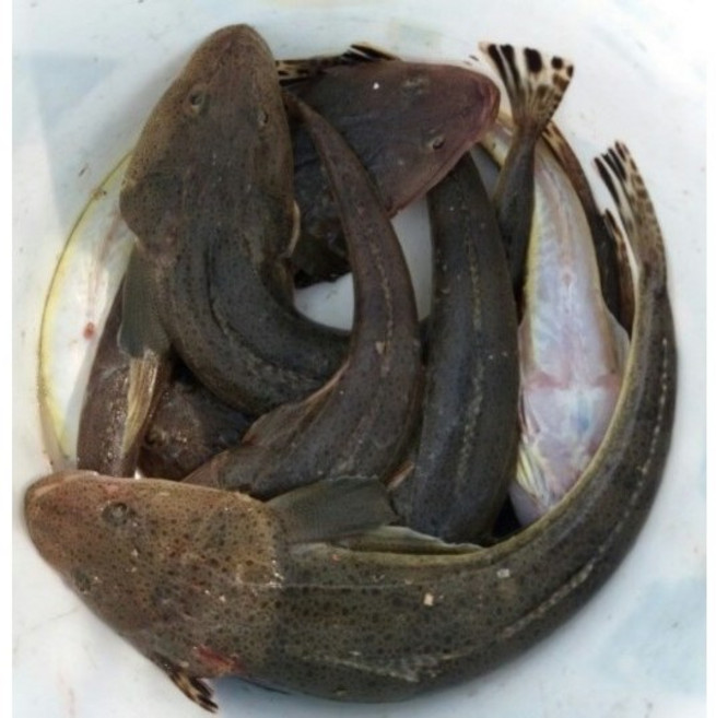 완도 자연산 장대 생선 양태 물고기 제수용, 1마리650g, 1개