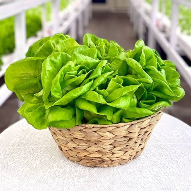 바른팜 무농약 버터헤드 수경재배 샐러드채소 쌈채소 대용량, 1박스, 1kg