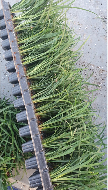 초특가 맥문동 105구 트레이 1판/ 월동식물 야생화 봄꽃 정원수 조경수 /꽃과정원이야기, 1개