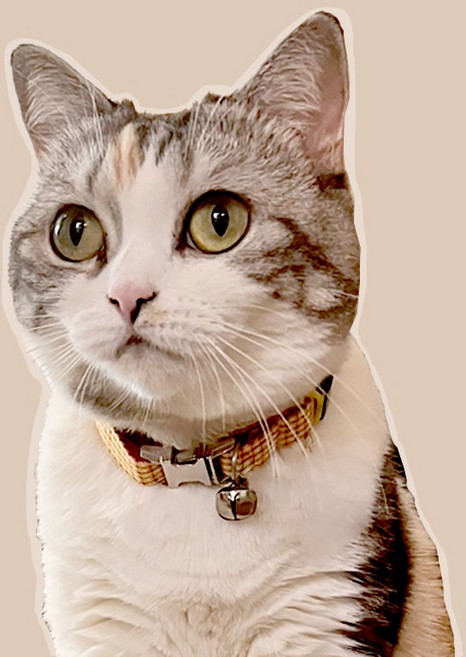 고양이 목줄 실리콘 밴드 네임택 목걸이 이름표, 피콕블루, 화이트, 1개