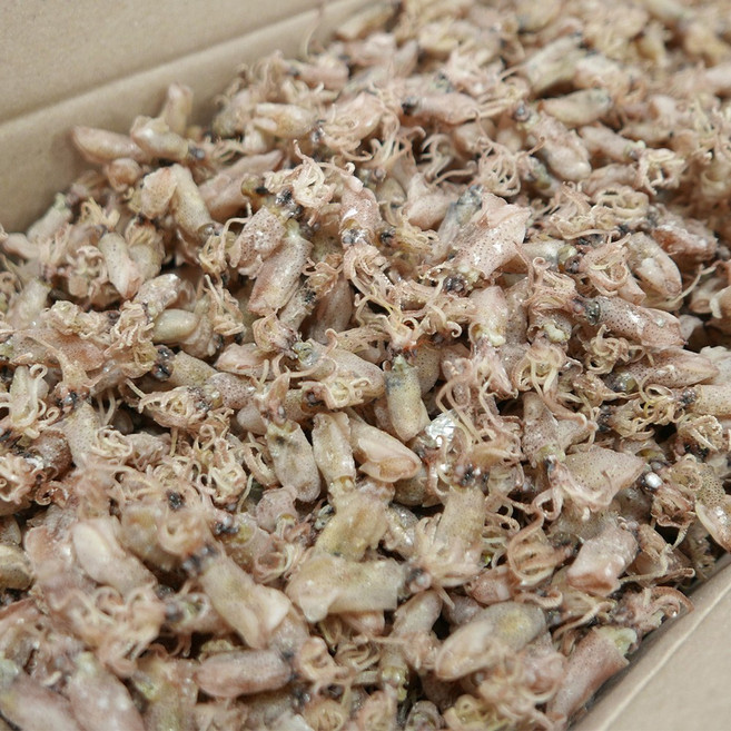 가락시장521 국산 햇 건꼴뚜기 1.5kg AAA급 마른 잔 꼴뚜기 아이반찬 술안주, 1개