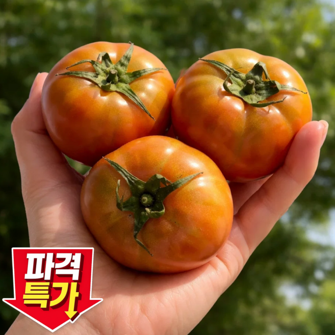 [특가할인] 단짠단짠 부산 대저토마토 짭짤이, 1개, 500g