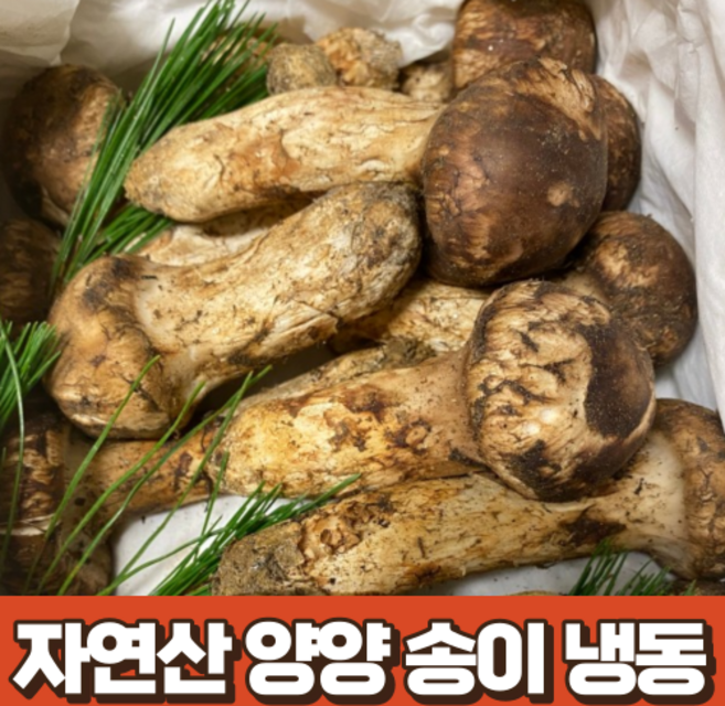 자연산 양양 송이 냉동 500g 국산 산지 직송 자연산 송이버섯 국내산 자연산송이 송이버섯 국산자연산 부모님 선물세트 백화점 선물, 1박스, 500g (상품)