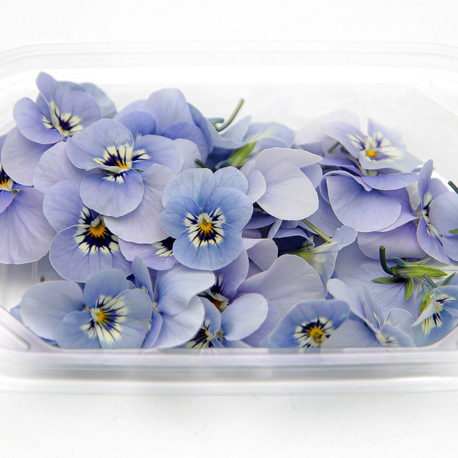 푸레아 식용꽃 제철 비올라꽃 라벤더 블루 30송이, 비올라꽃 라벤더 블루 30송이 1개, 1개