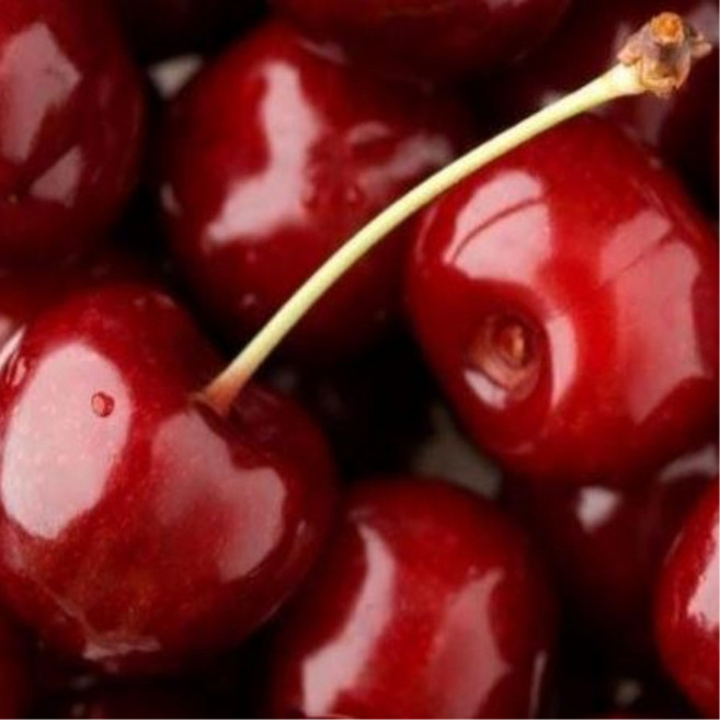 체리나무 묘목 라핀 접1년 특묘 자가결실 대목 러시아 바이오체리, 라핀 접1년 특묘 일반대목