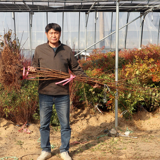 플럼코트나무 살구나무 묘목 접목1년생 샤이니 티파니 심포니 하모니 초하 하코트 홍천간, 초하 (특묘) 접목 1년, 1개