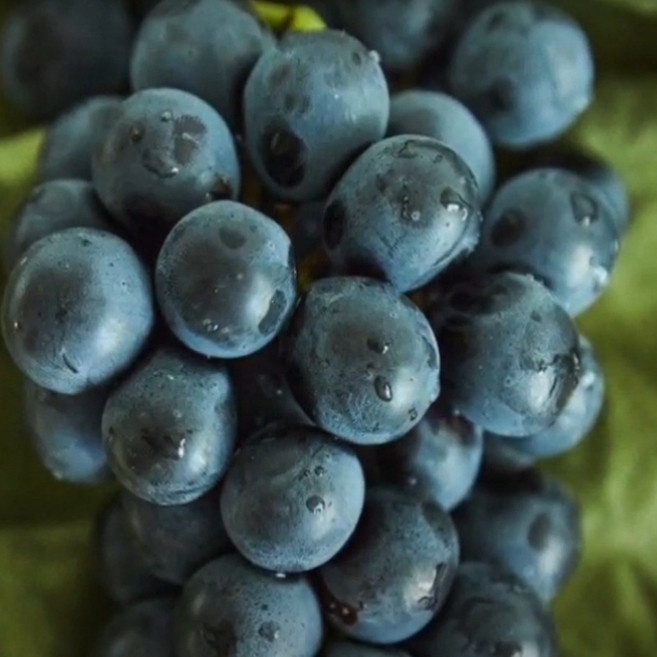 [좋은원예] 포도나무 거봉 4-5년 결실주, 1개