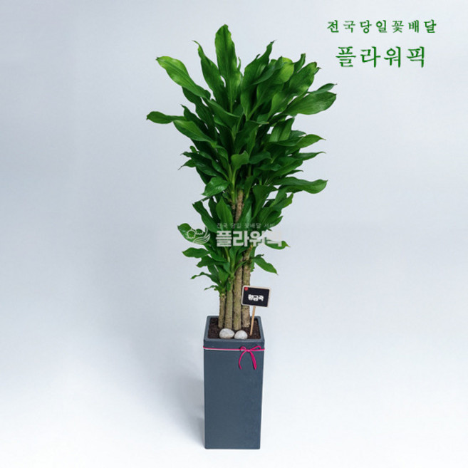 황금죽 중형 대형식물 공기정화 인테리어 카페 사무실 병원 승진화분, 고급형