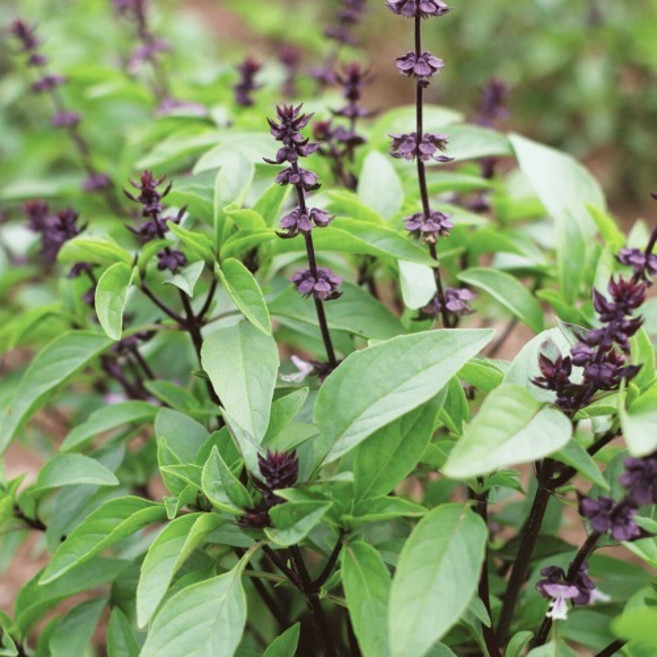 바질 스위트타이 허브 씨앗 30립 (유아그린/O0102), 1개