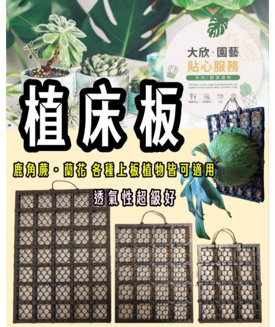 大欣園藝 植床板 鹿角蕨 蘭花 上板器, 1個, 植床板 小號
