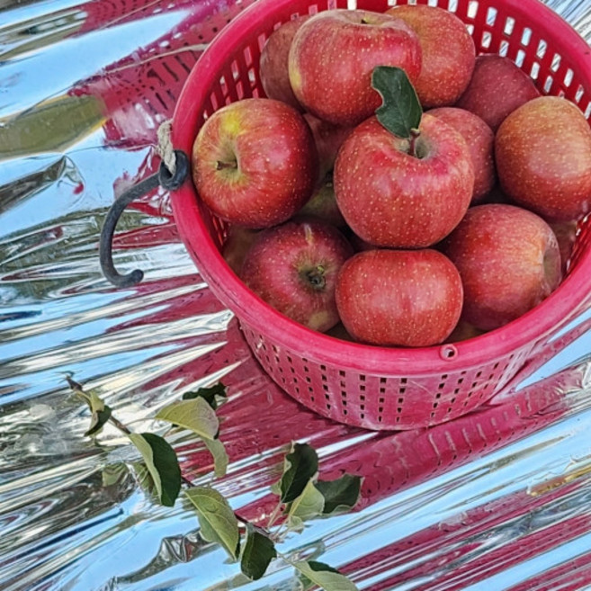 안동사과 5kg 부사 못난이사과 꿀사과, 1개, 부사 정품사과/11~13과 (대과)