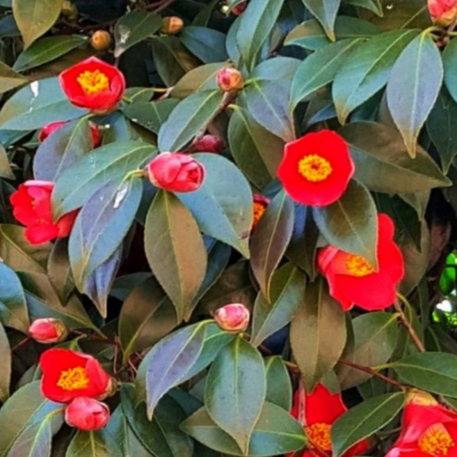 순희농장 토종동백나무화분 90~120cm 홑동백나무 조경수 정원수 울타리 개화주, 1개