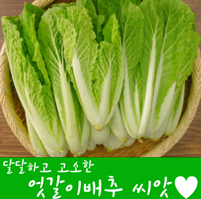 [농대나온남자] 엇갈이배추 씨앗 20g + 나비끈끈이트랩, 1개
