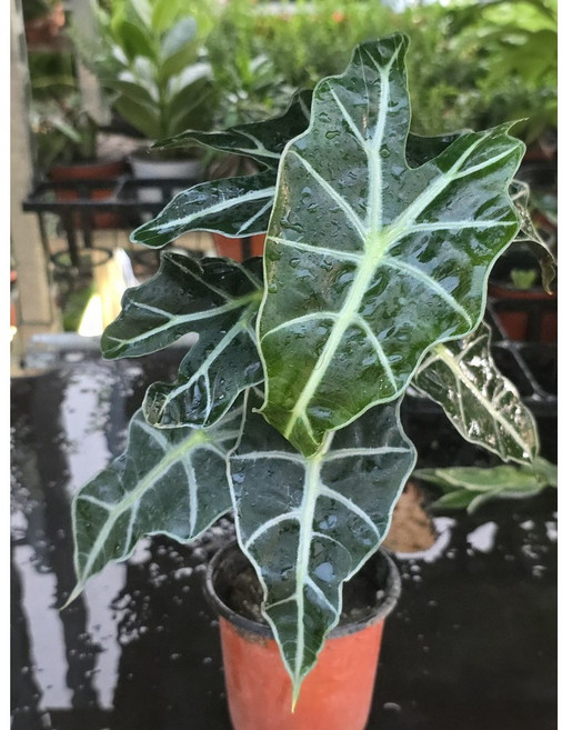 무늬종 싱고늄 싱고니움 중소품 반려식물 에이피플랜츠, 4개, 기본