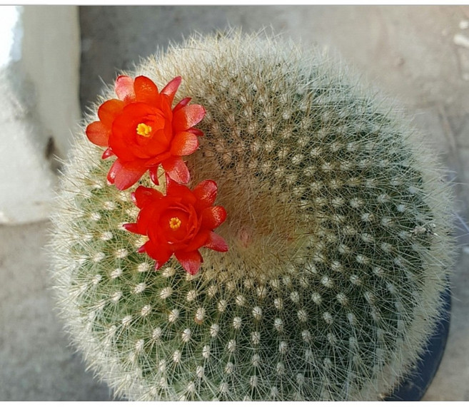 행복한꽃순이//설황선인장/주황꽃흰가시 3개 묶음