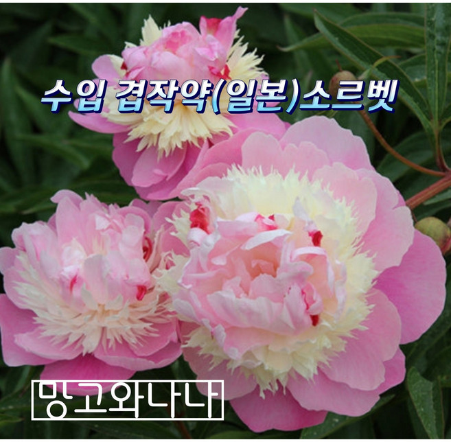 수입겹작약 숙근(일본)소르벳, 1개