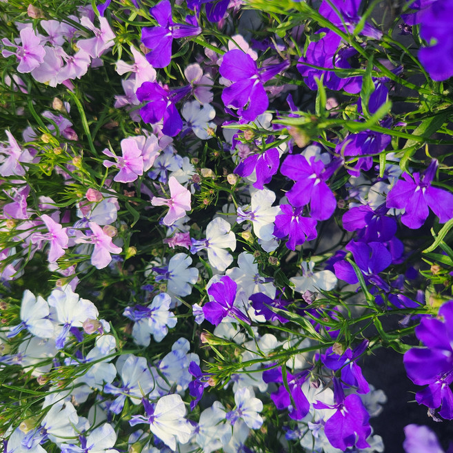 유담정원 농장직송 로벨리아 3종 마린블루 블루스플래쉬 스카이블루 라일락 화이트 봄꽃 화초 모종, 3개