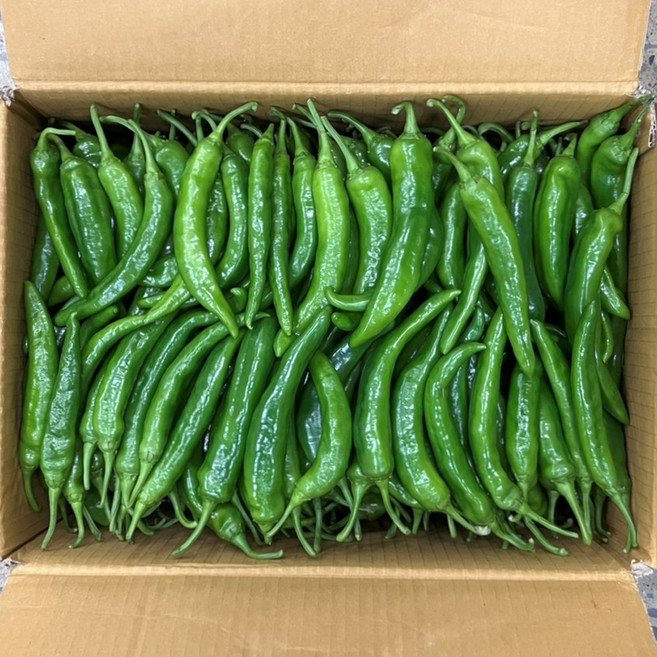 클릭마켓 특품 오이고추 아삭이고추 풋고추, 1개, 3kg