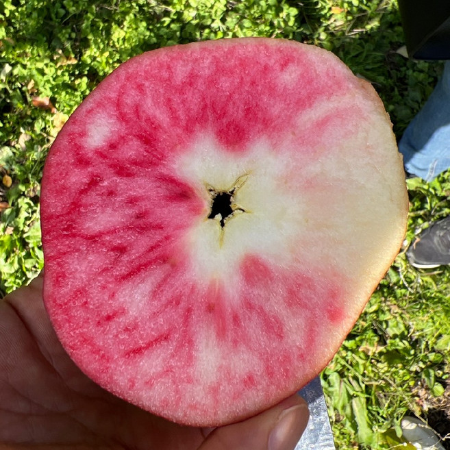 사과나무 속빨간사과나무 신품종 라이센스제, 문루즈(속빨간사과), 1개