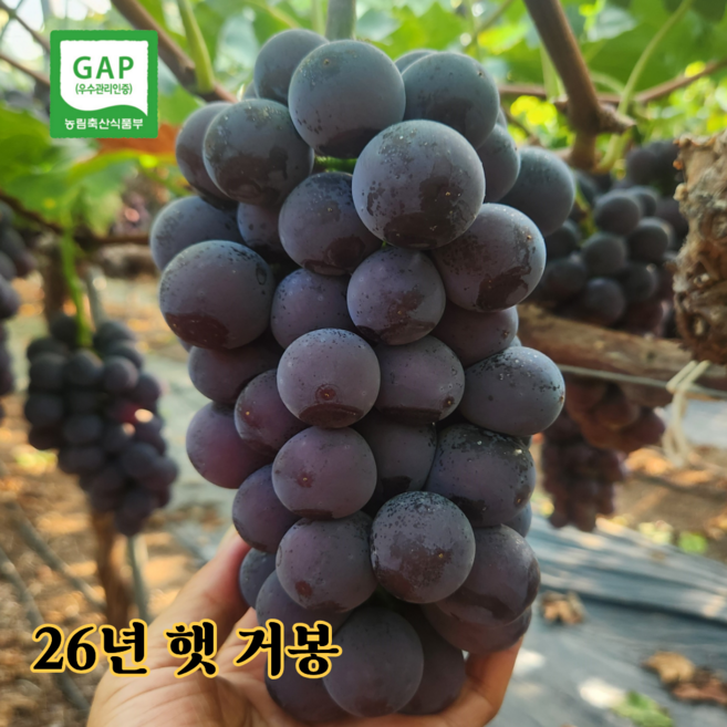 포도 씨없는 거봉 고당도 김천 거봉 [산지직송] 특 등급 1kg 1.5kg 2kg 3kg 4kg, 1개, 1kg (2~3송이)