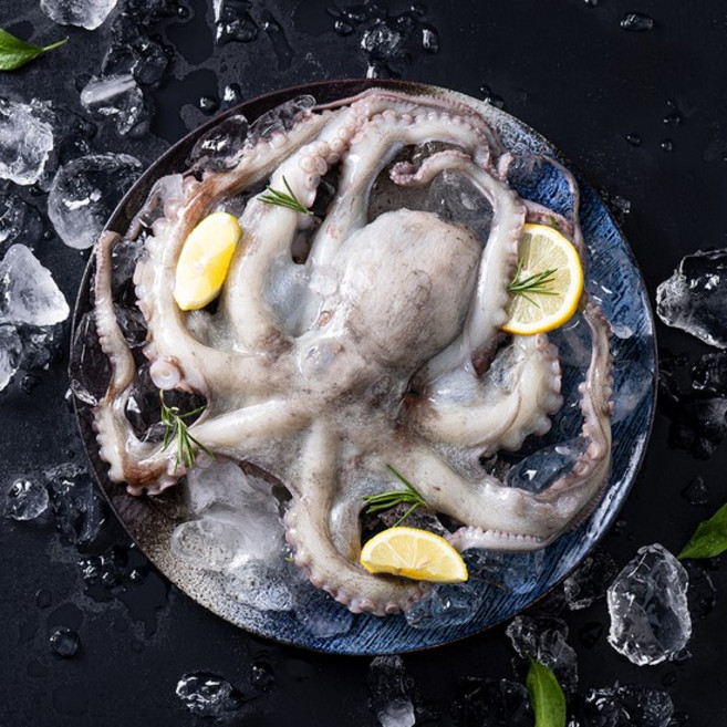 통영 활 돌문어 1kg(1~4미)/얼음포장 외, 02.활 돌문어 1.5kg(1~5미), 1.5kg